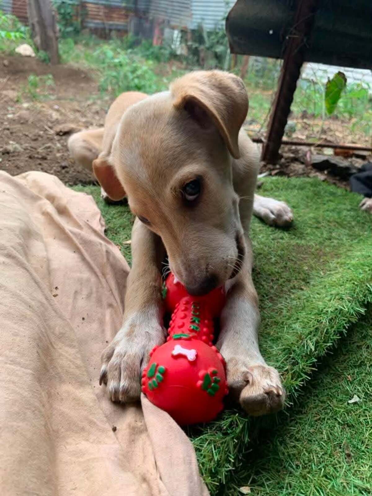 Adoption Wendy