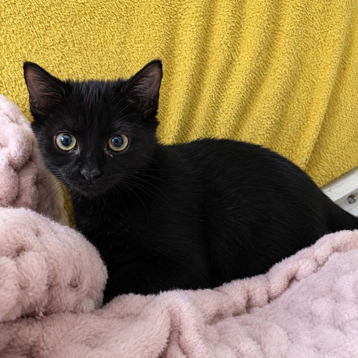 Adoption Loki 