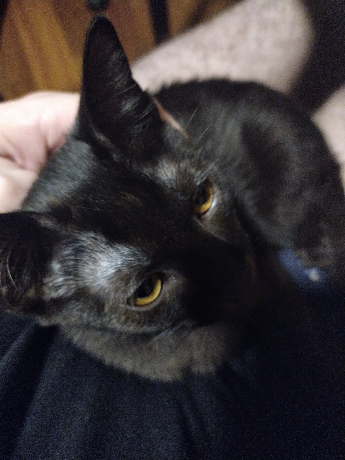 Adoption Jiji