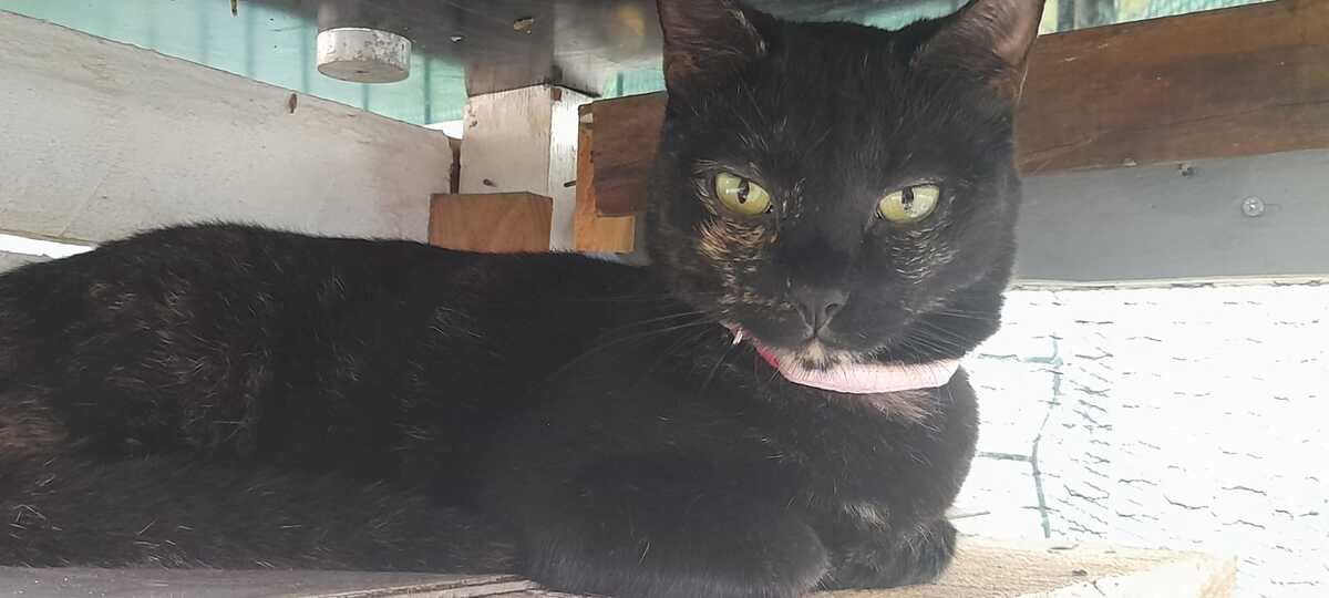 Adoption Asträlya 