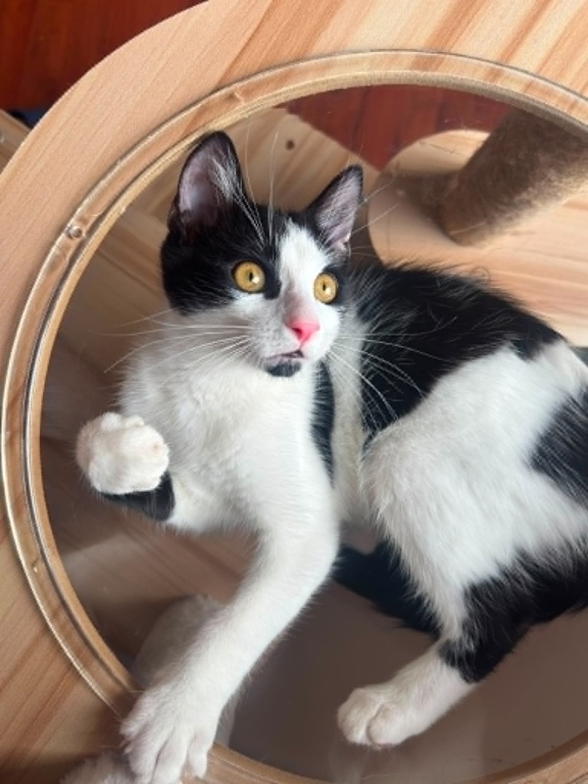 Adoption Arthur