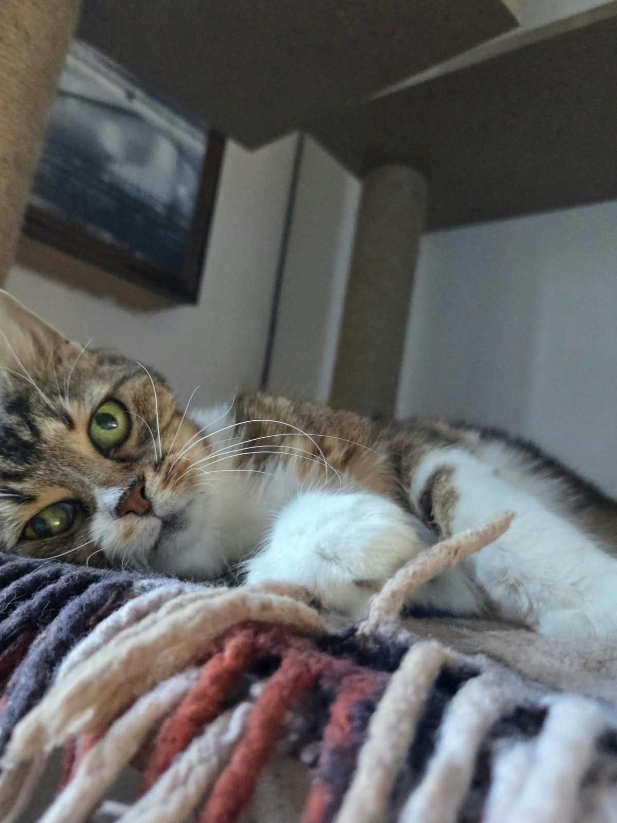 Adoption Tea
