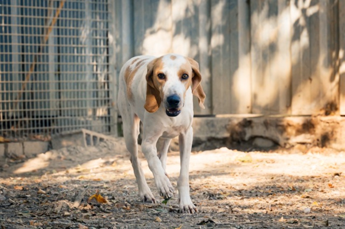 Adoption Lucky