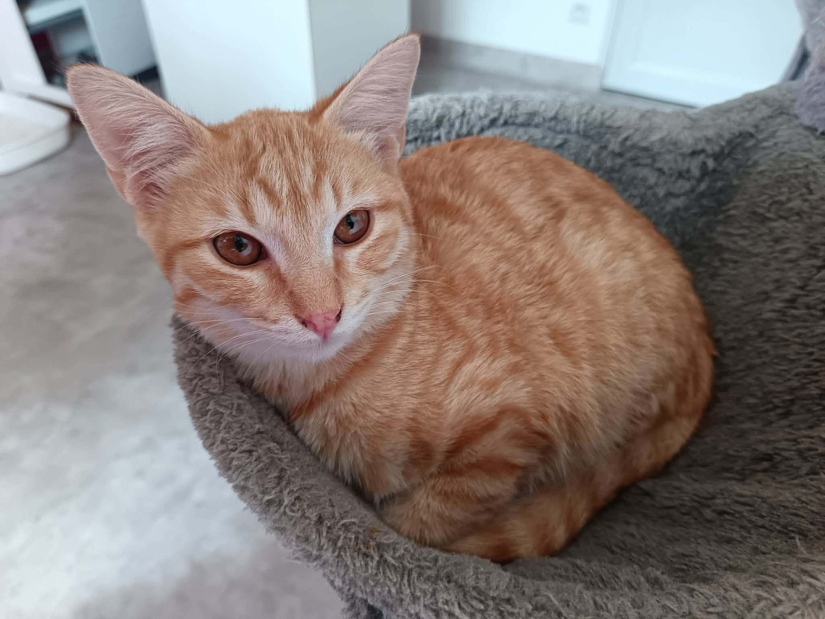 Adoption Murphy