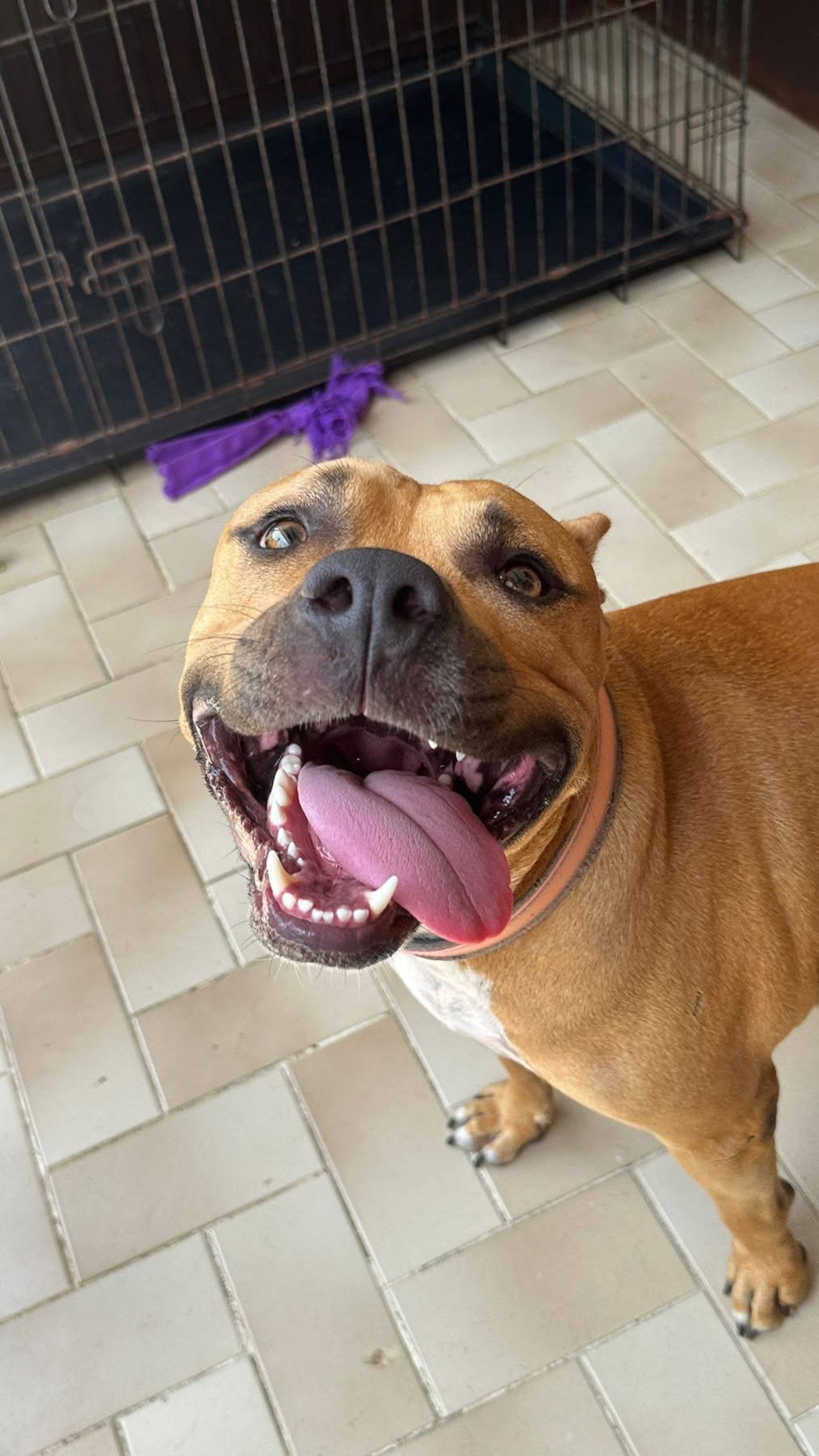 Adoption Ony