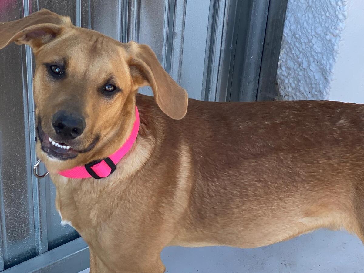 Adoption Simba