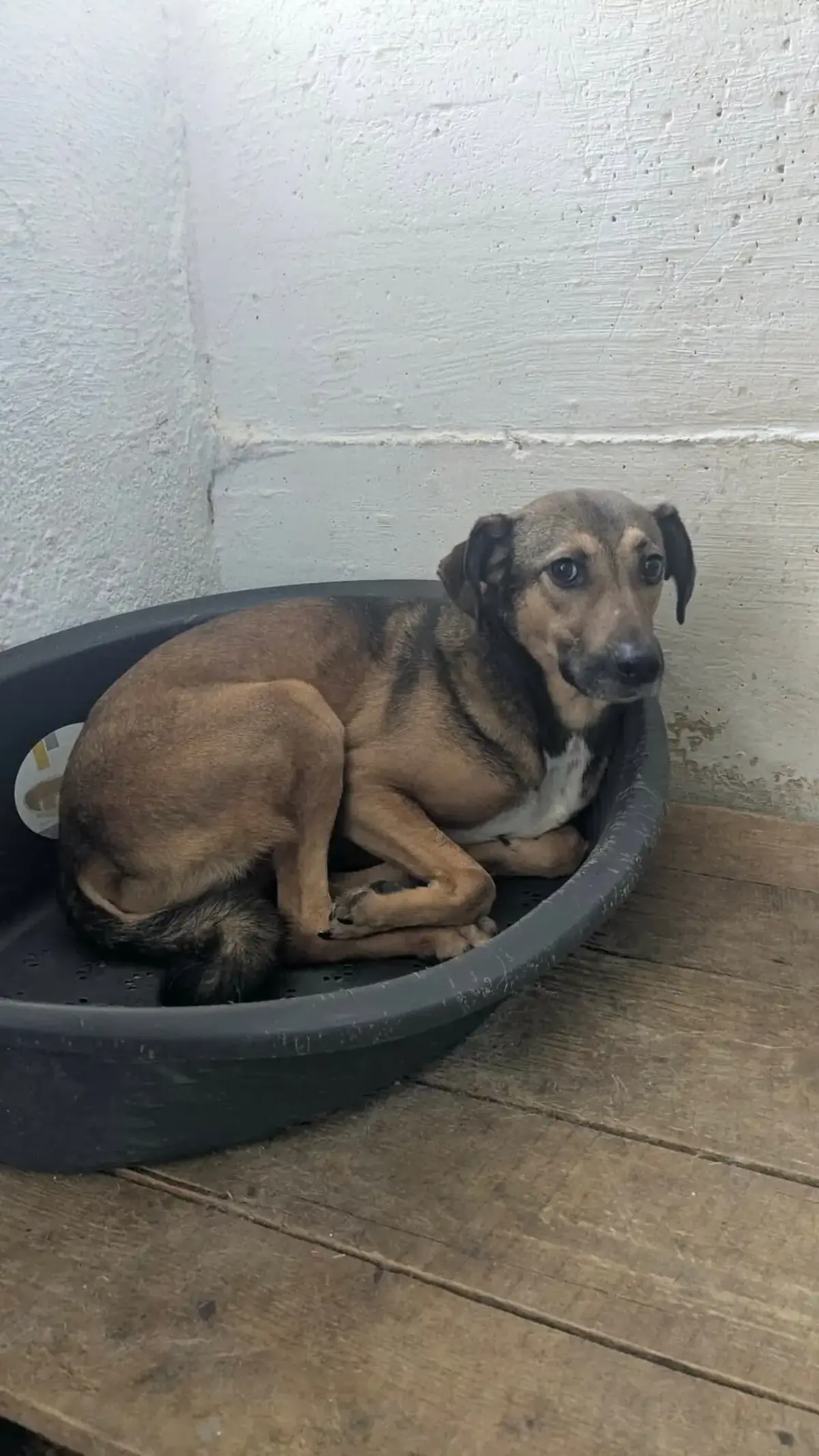 Adoption Marco
