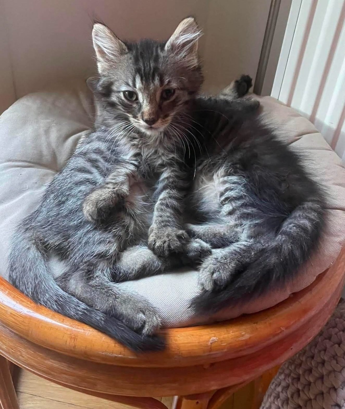 Adoption PUYU