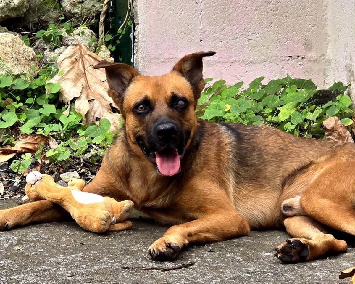 Adoption Karamelo