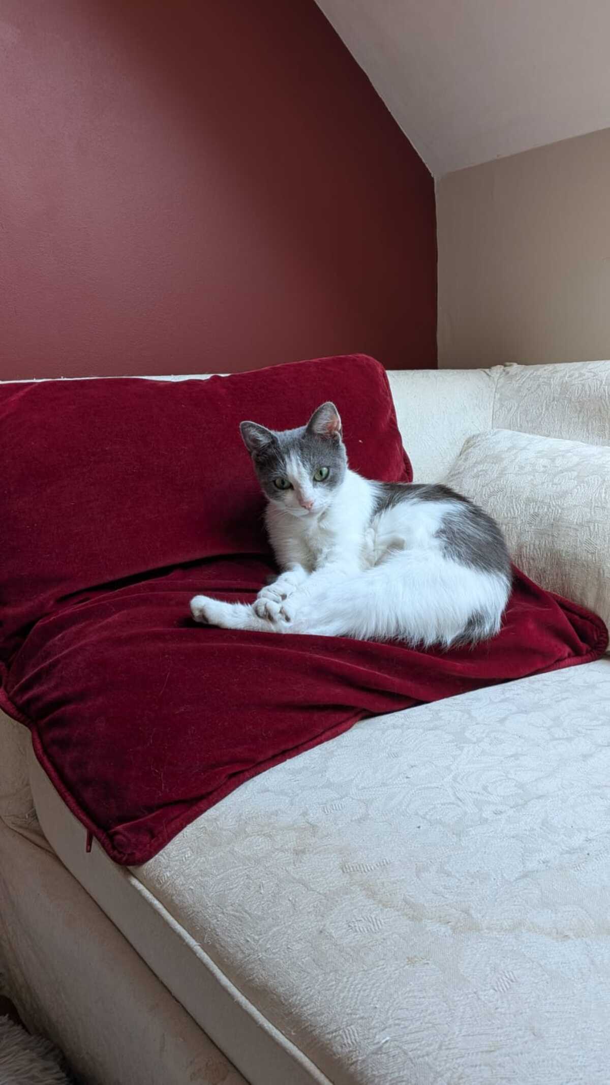 Adoption Friponne