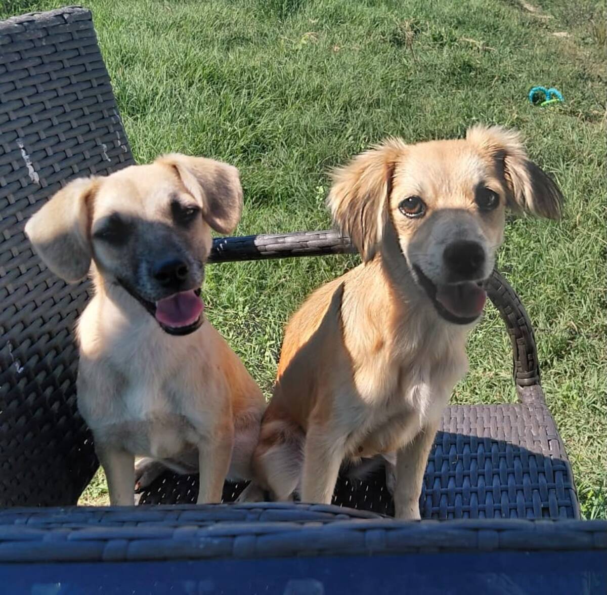 Adoption Aura