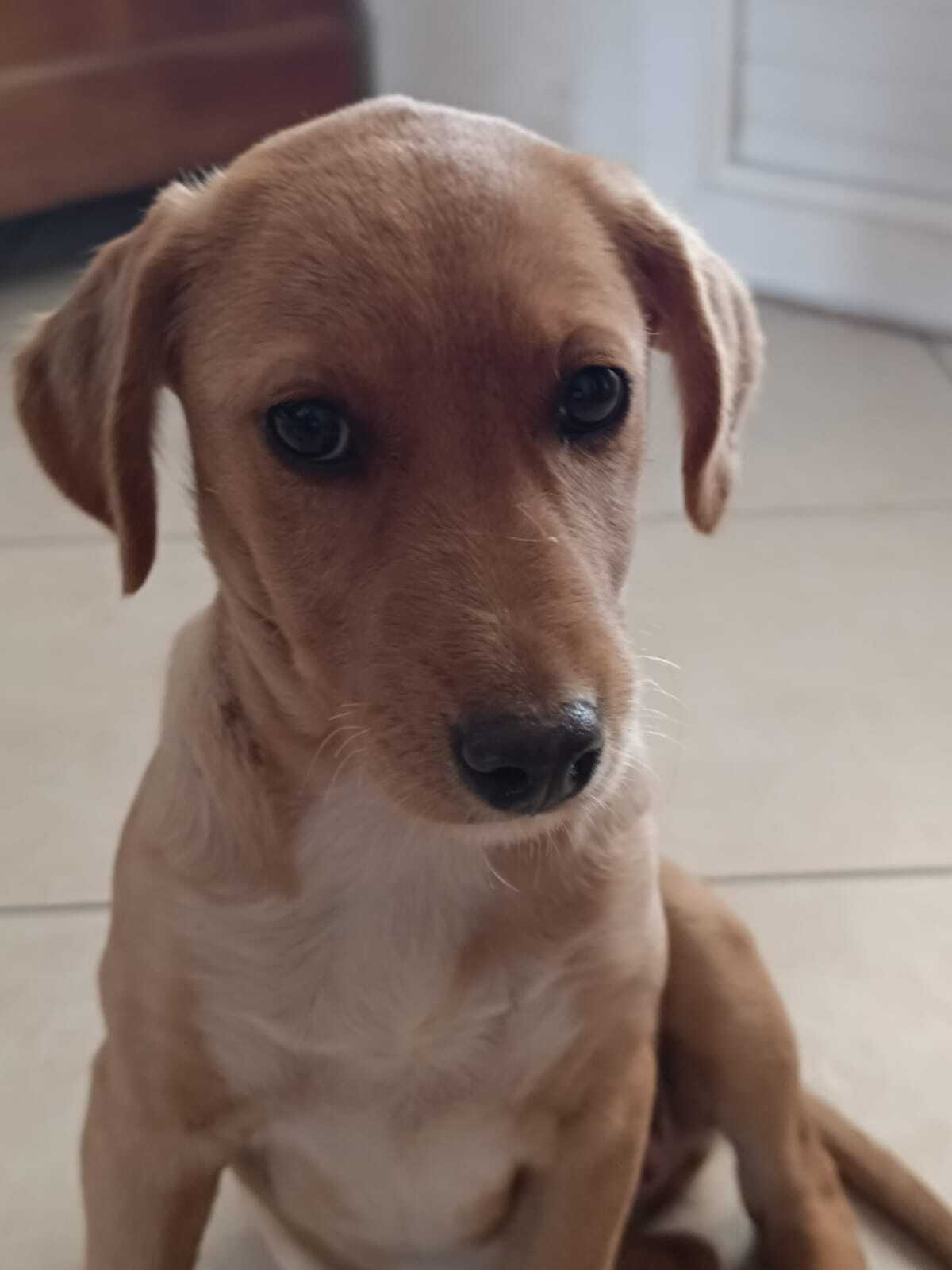 Adoption Frisquette