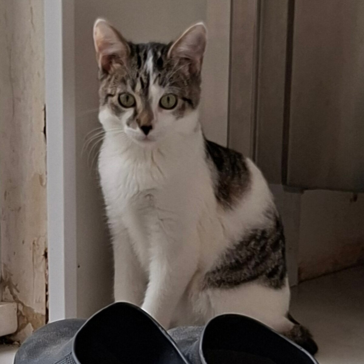 Adoption BLOSSOM