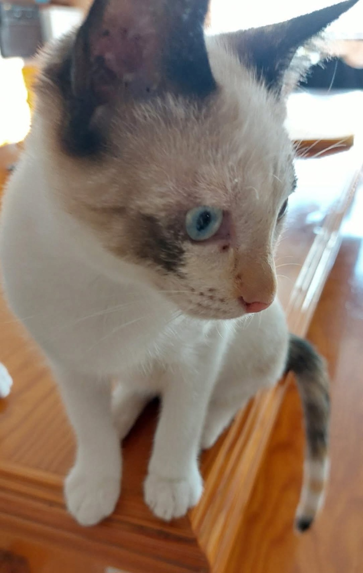 Adoption Madalena  