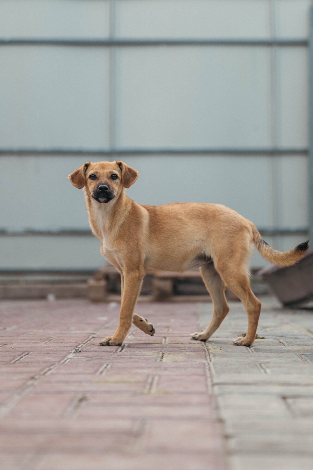Adoption Melba