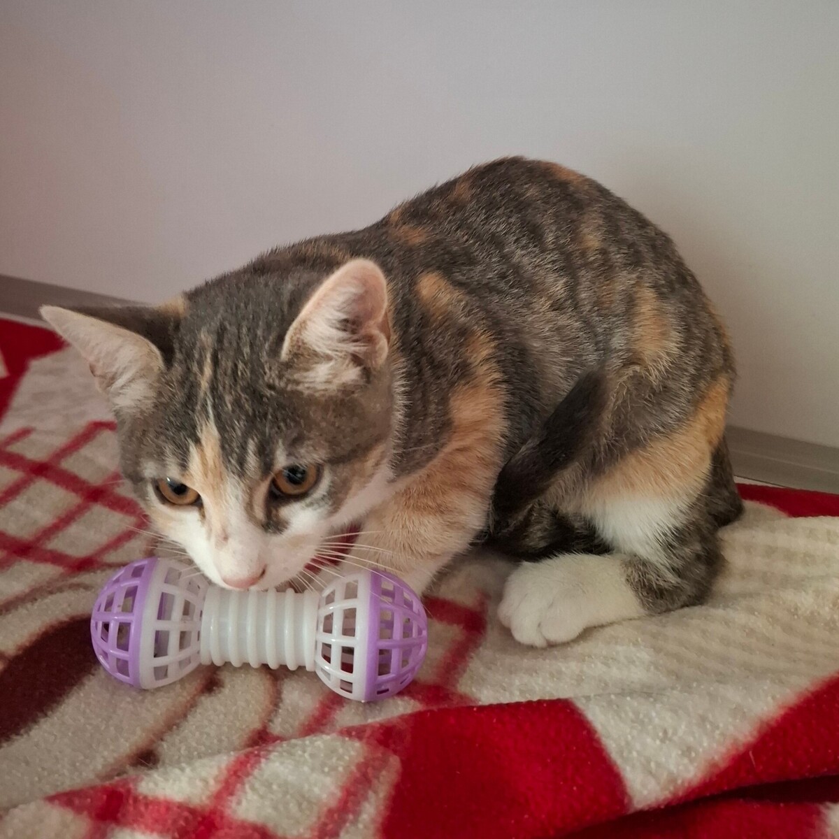 Adoption Betsi