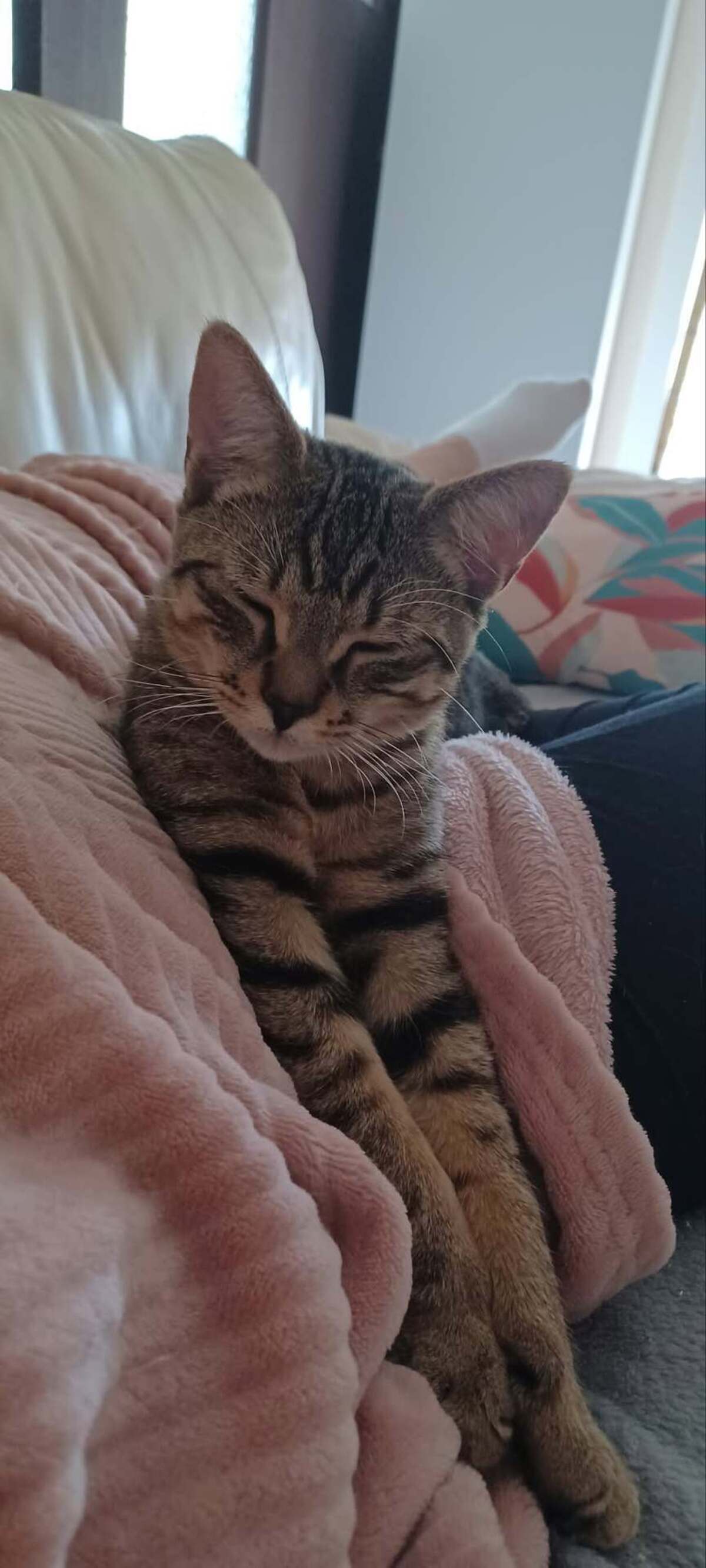 Adoption Leo