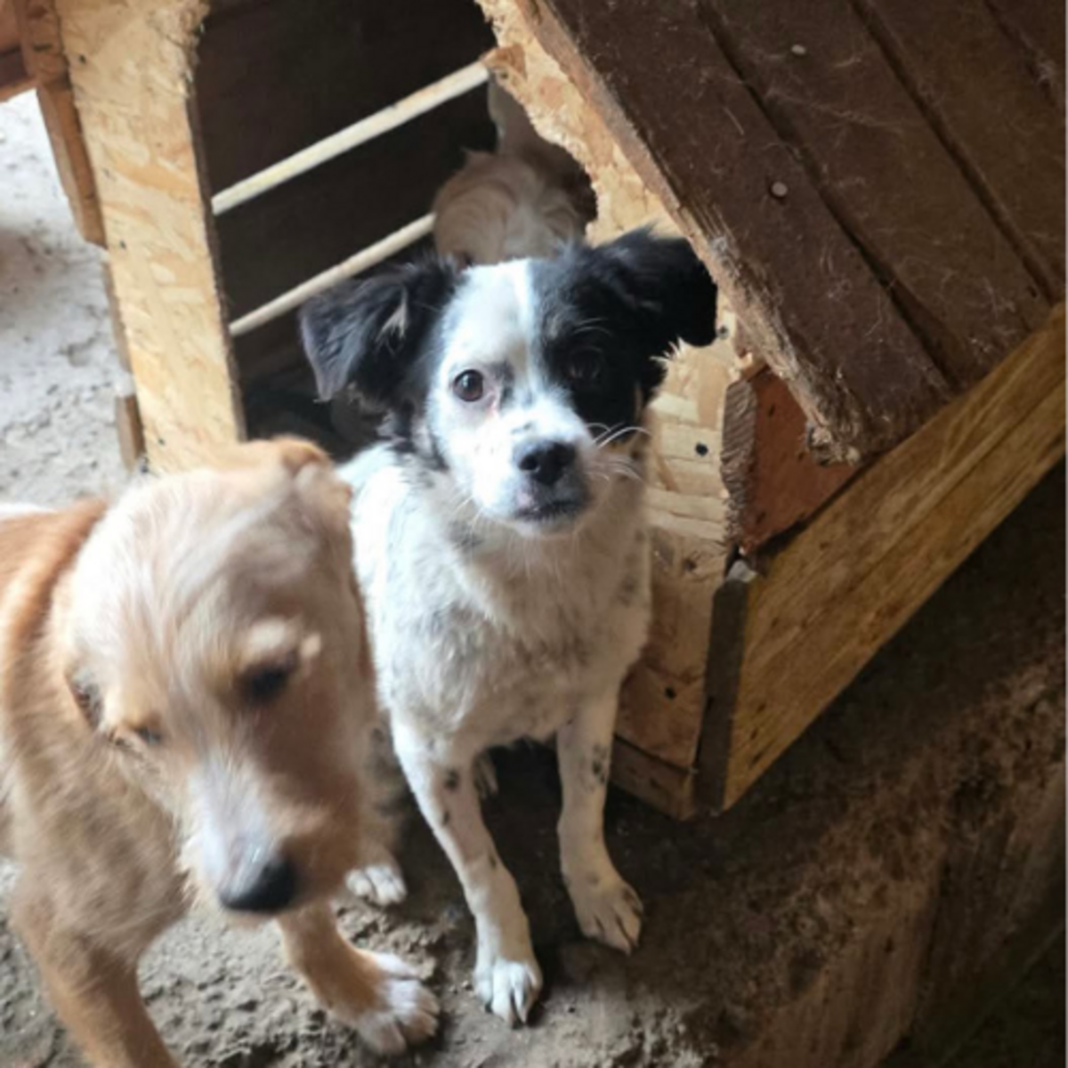 Adoption Trixie