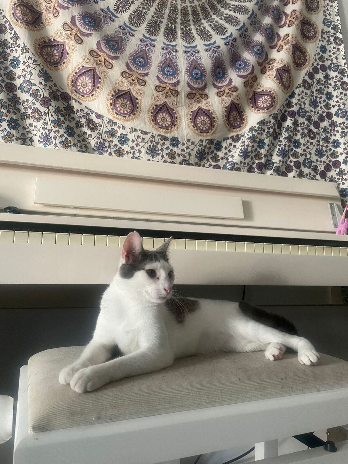 Adoption Oudinette