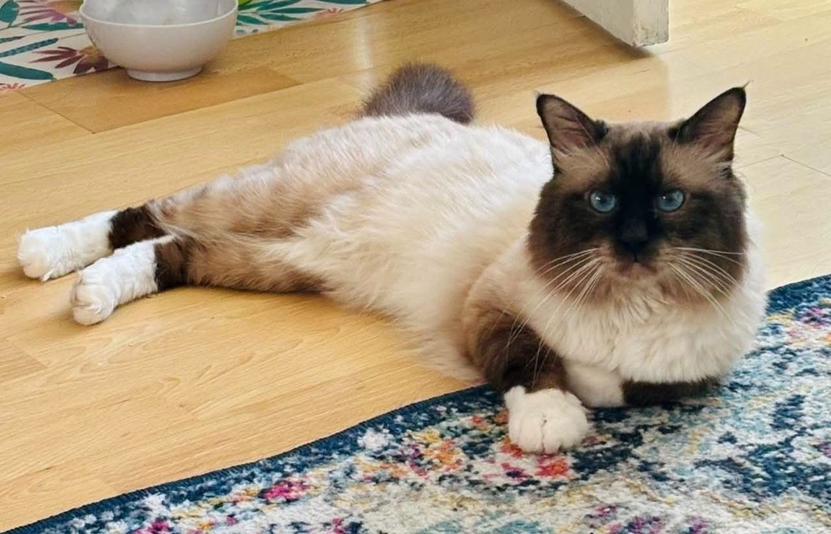 Adoption Gilmore