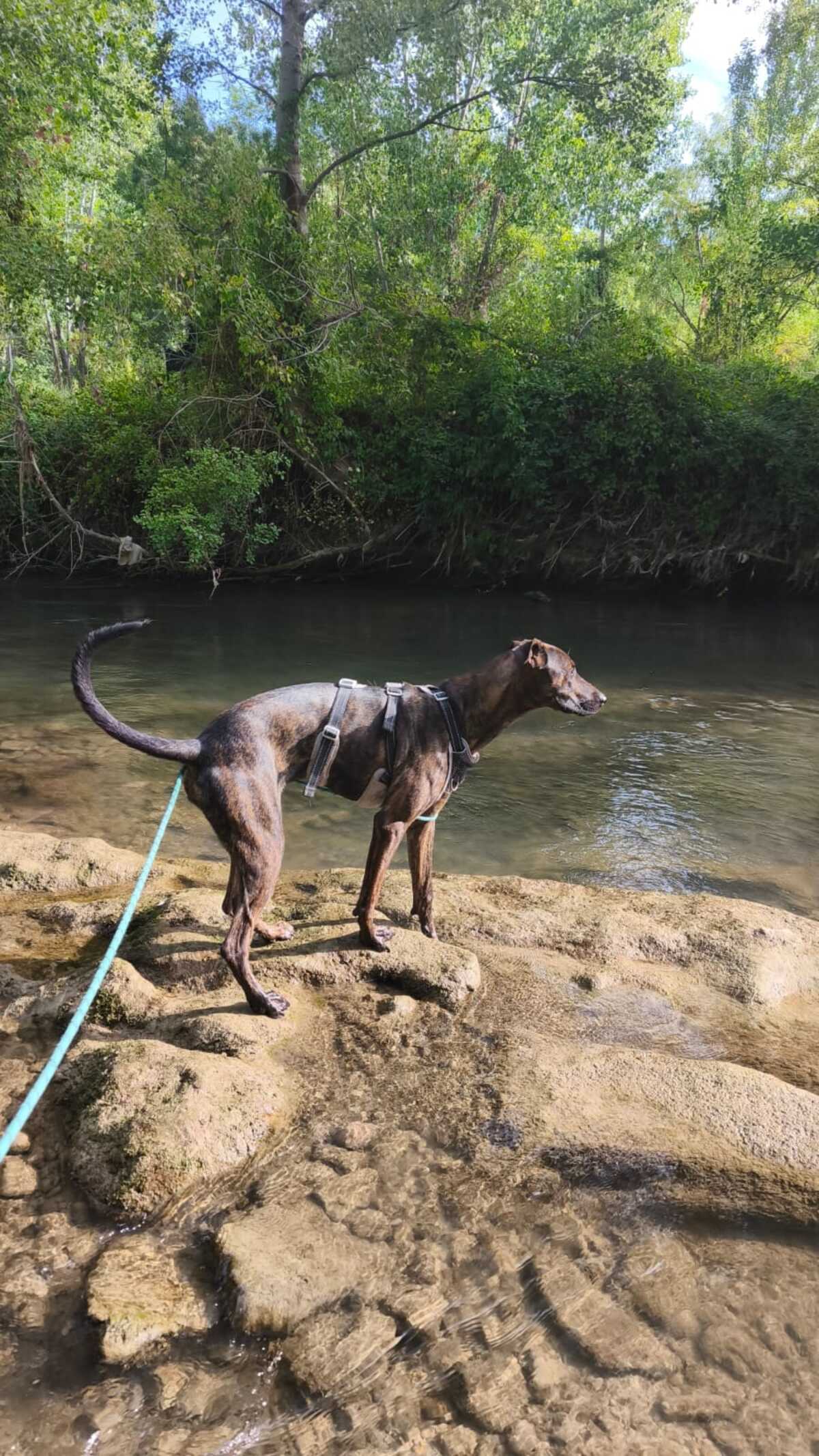 Adoption Sardina