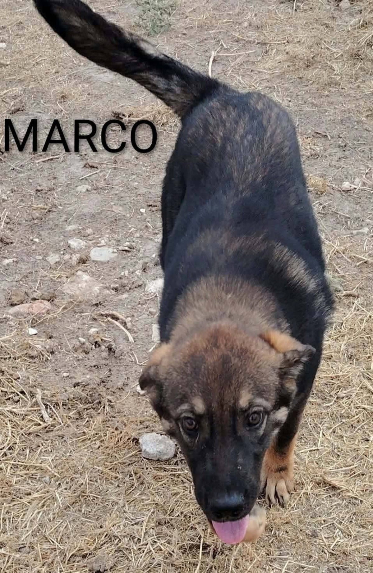Adoption Marco