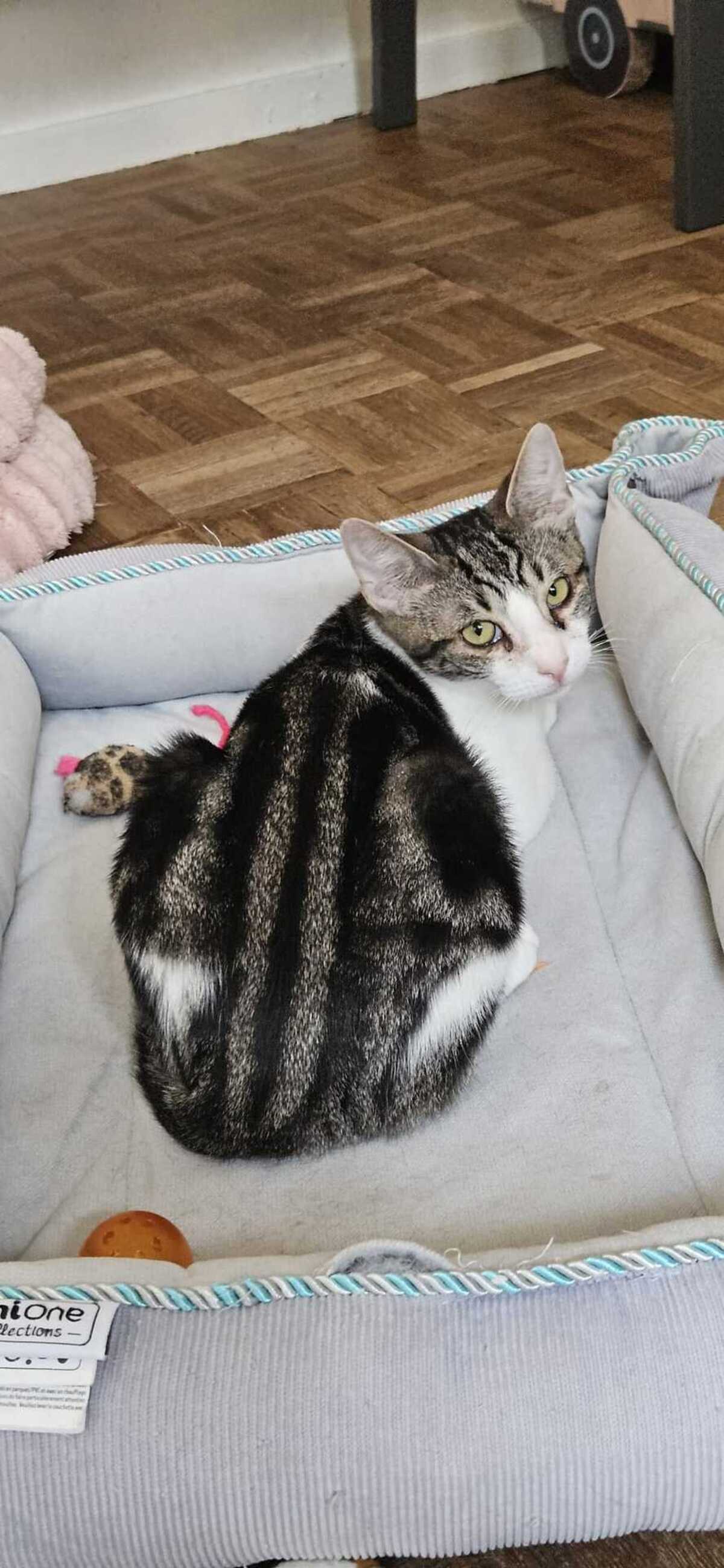 Adoption Litchi