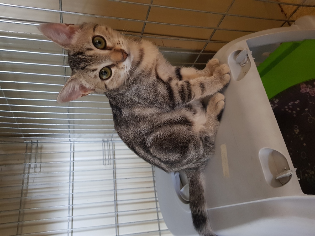 Adoption Perla