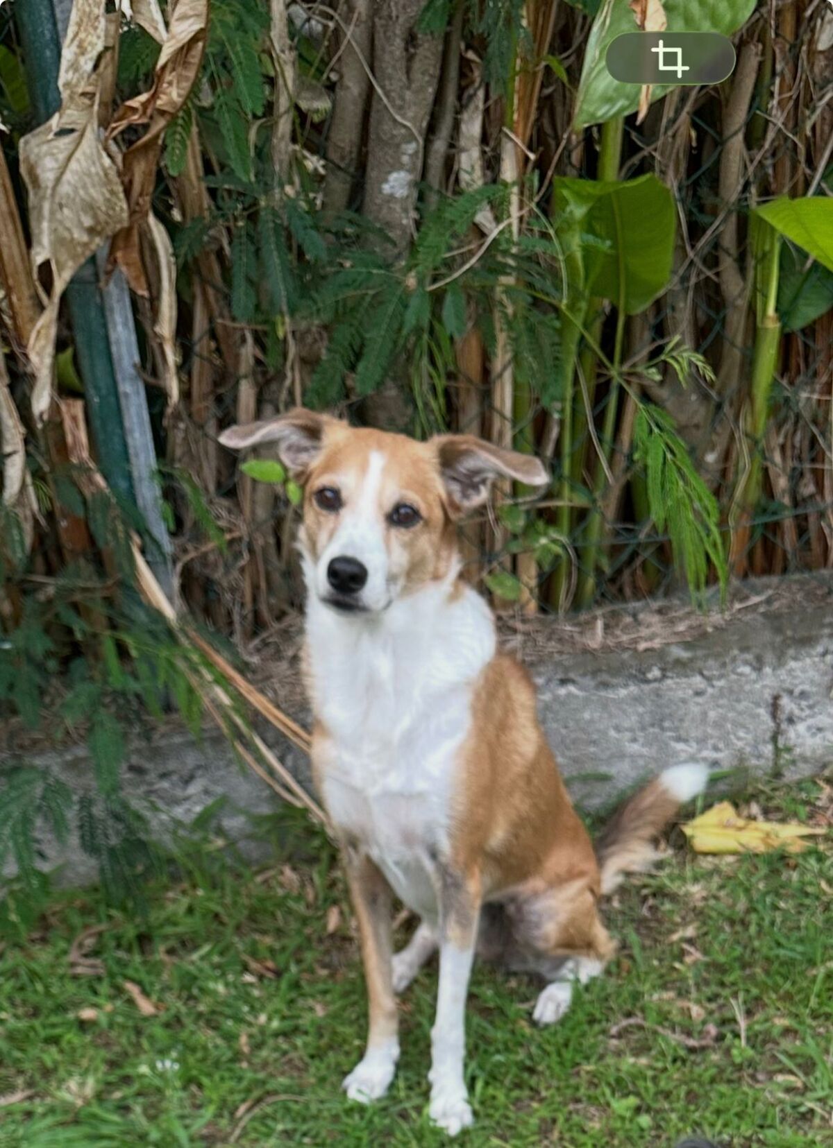 Adoption Bisotte