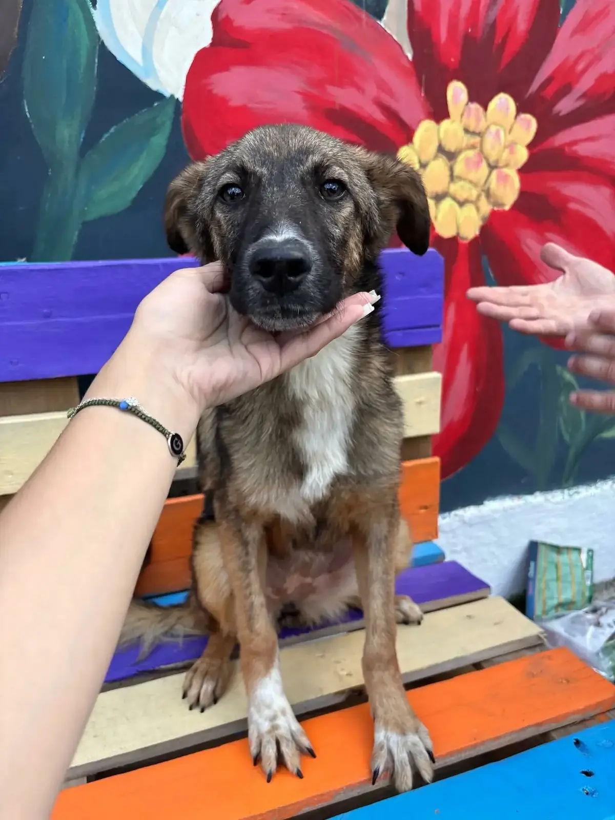 Adoption Bianca