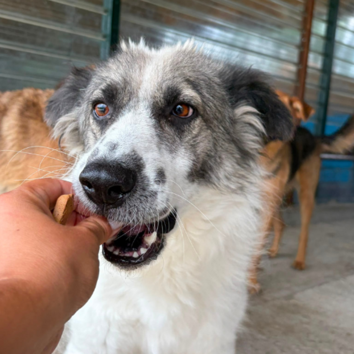 Adoption JOKIA