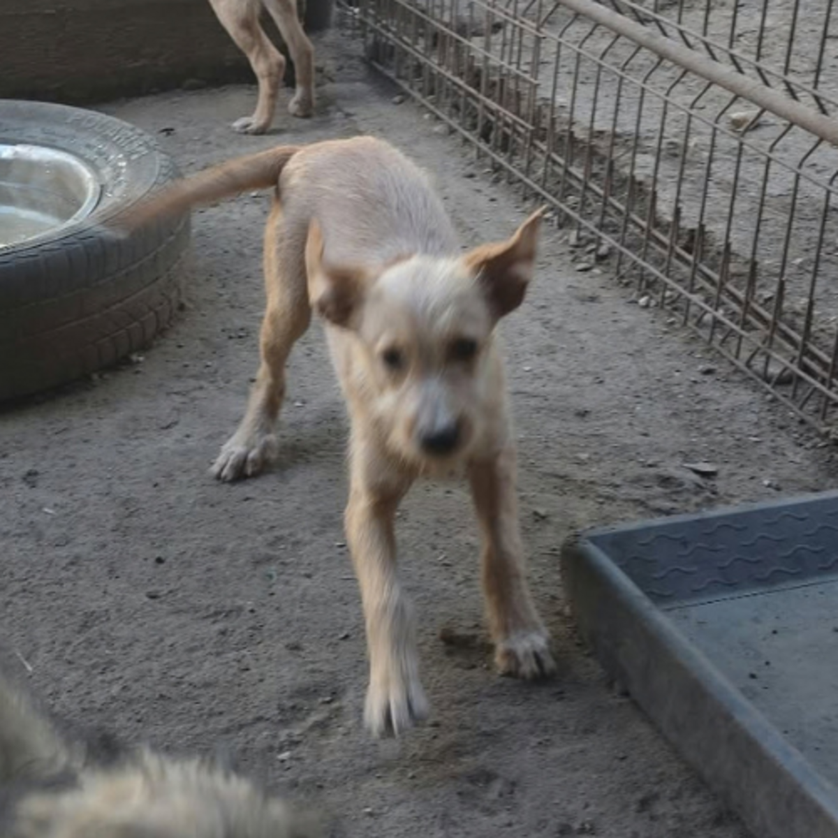 Adoption Romeo