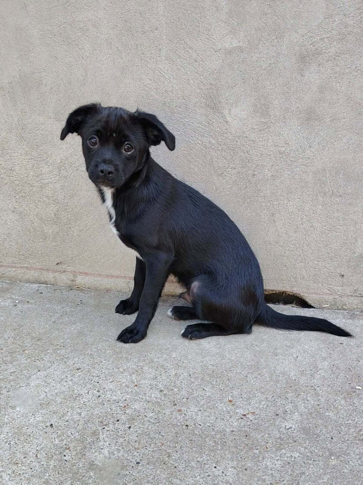 Adoption Brownie