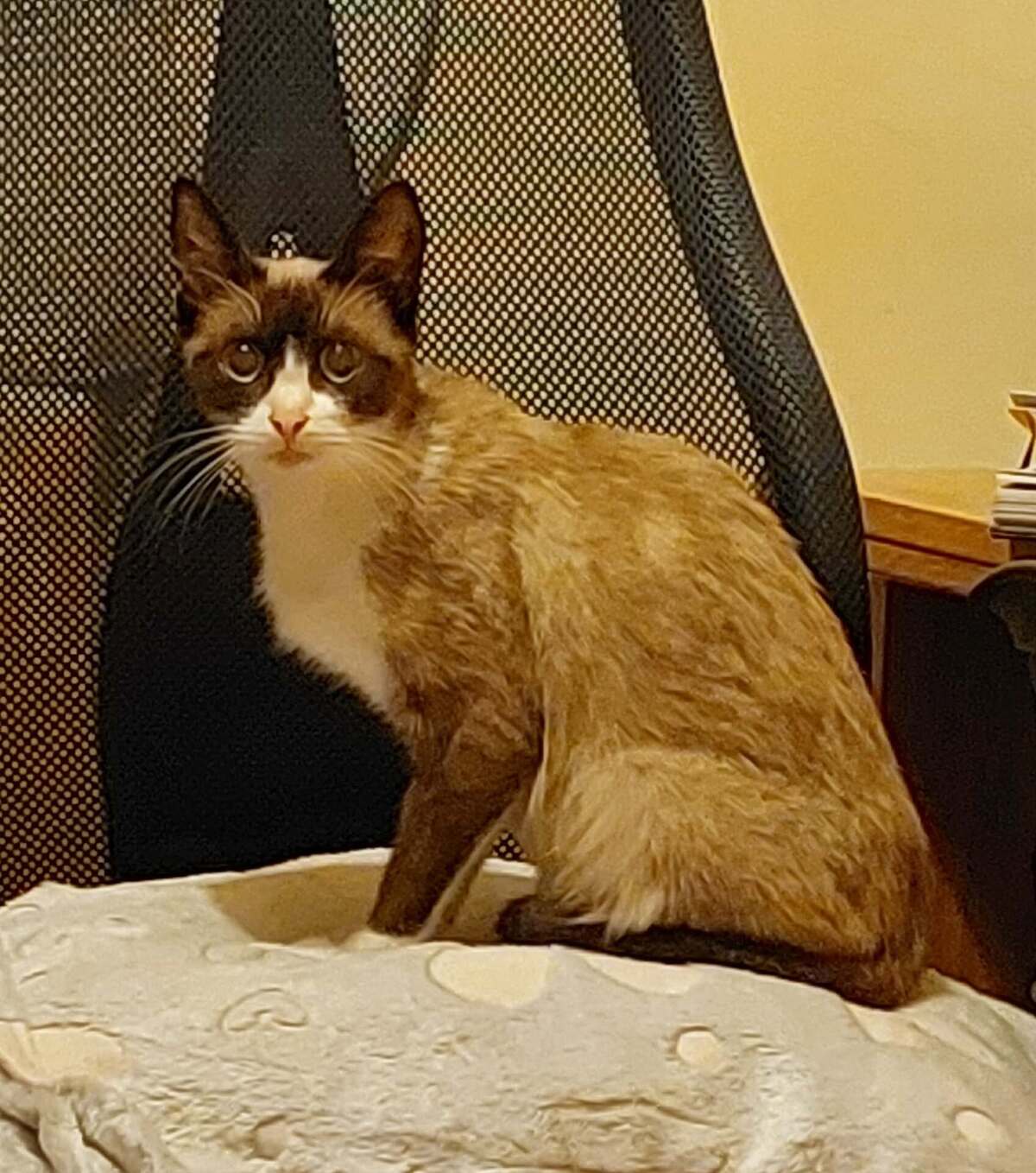 Adoption Calipso