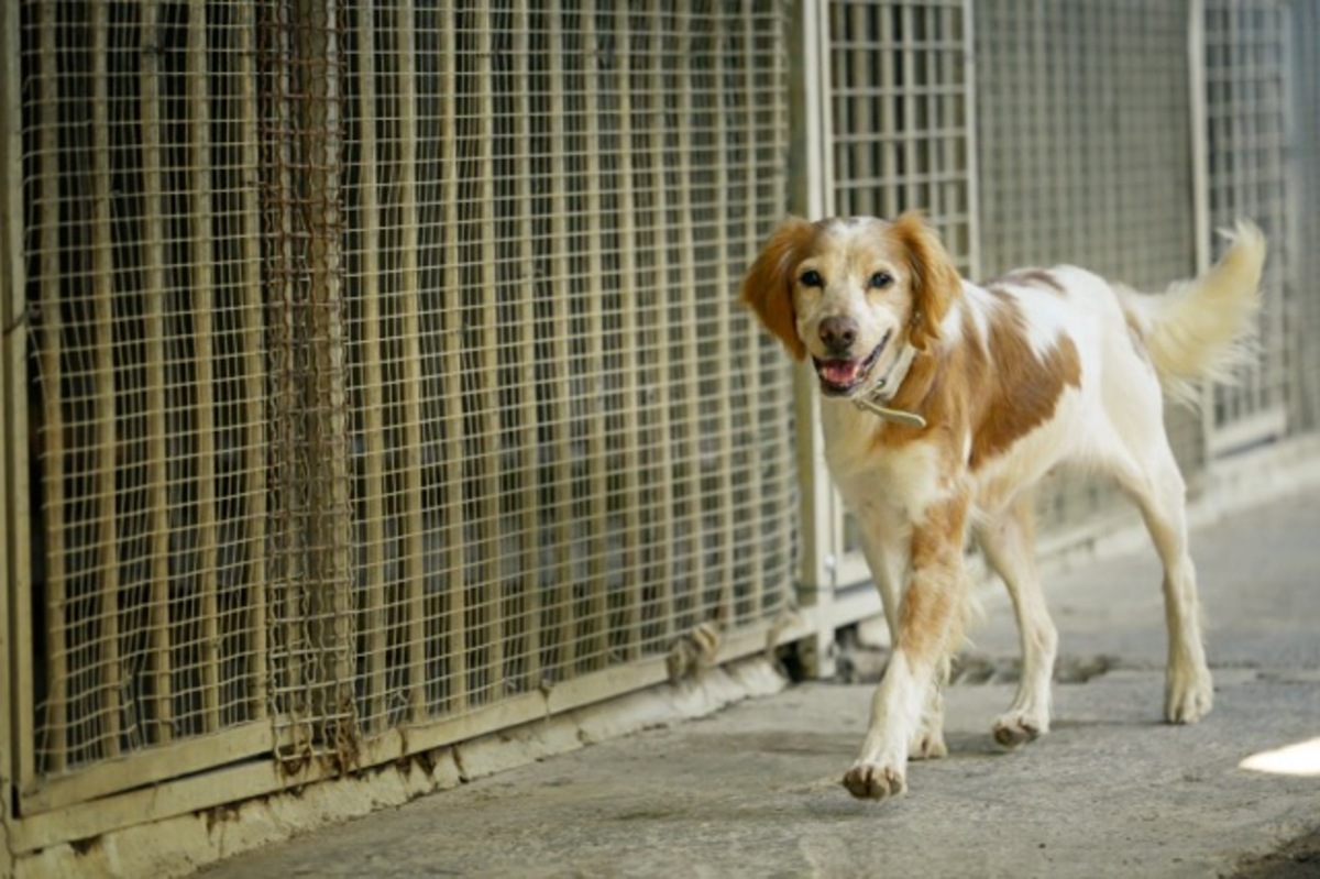 Adoption Balia