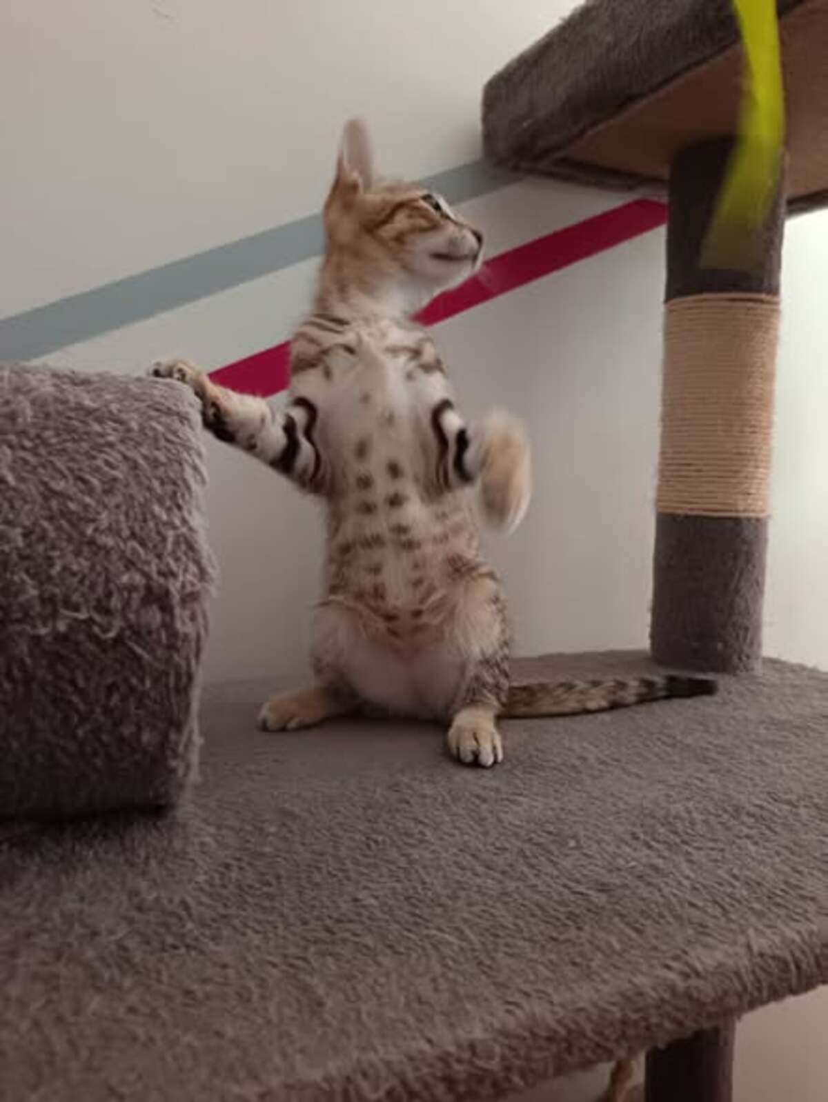 Adoption Savanna