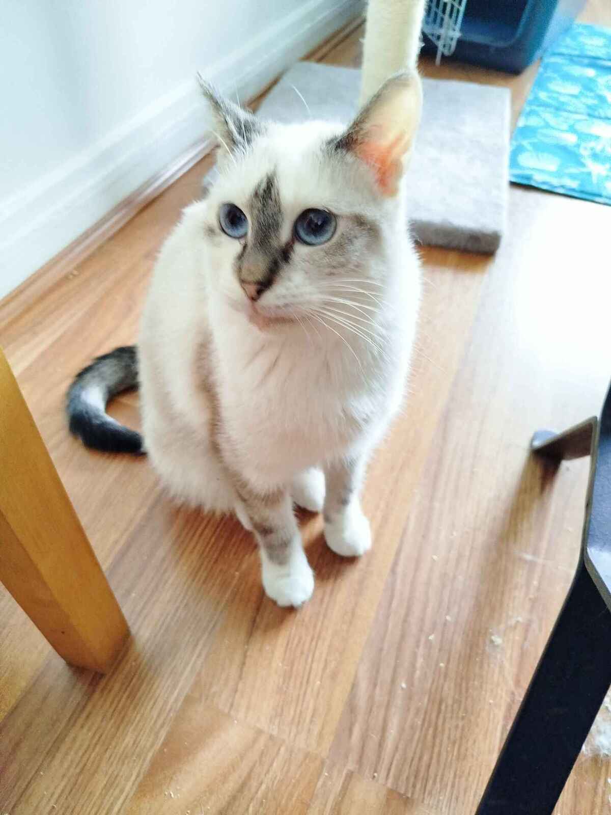 Adoption Hypatie 