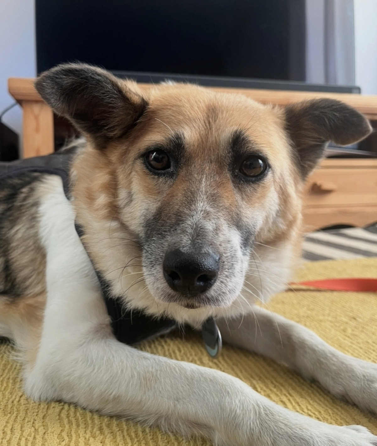 Adoption Velora