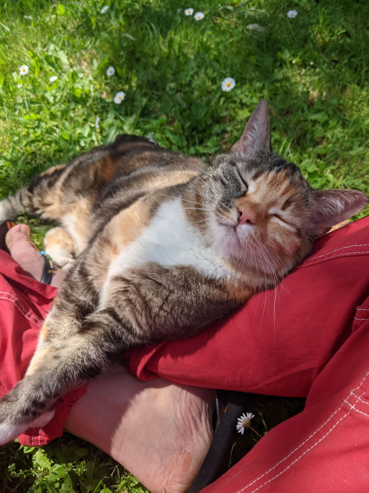 Adoption Ziza