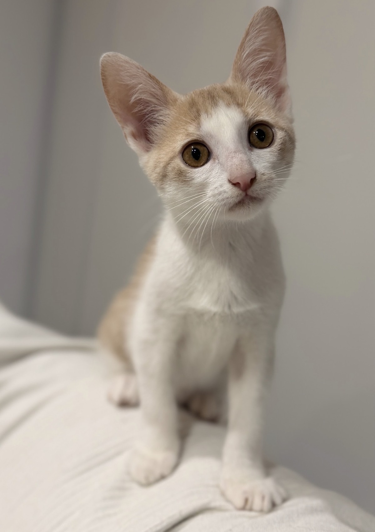 Adoption Eden