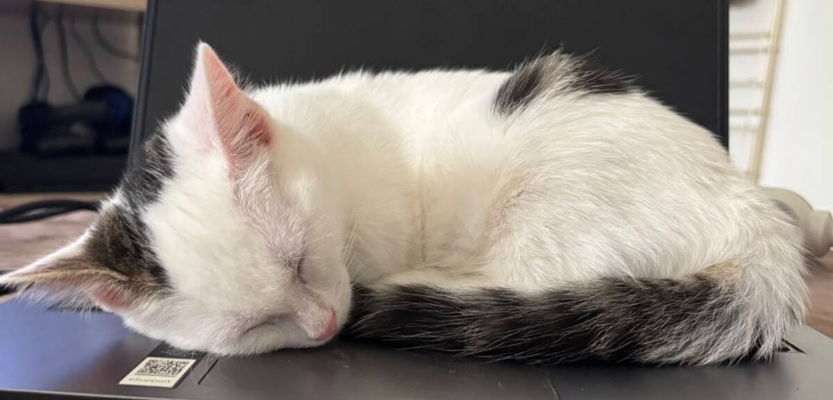 Adoption Perdita