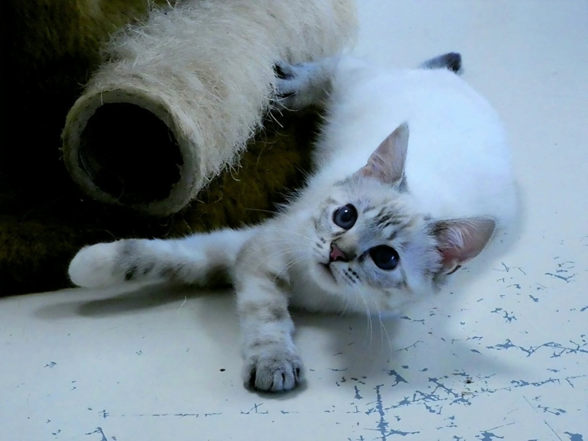 Adoption Hawaï