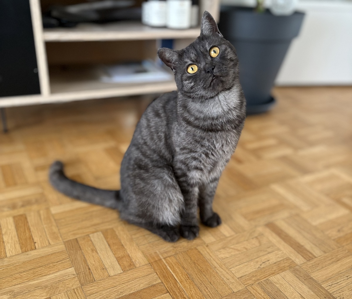 Adoption EULALIE