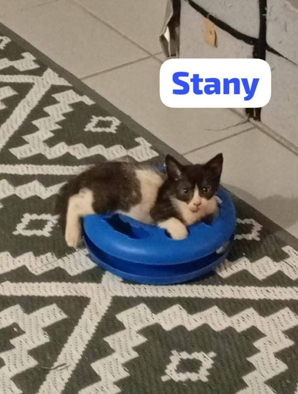 Adoption Stany
