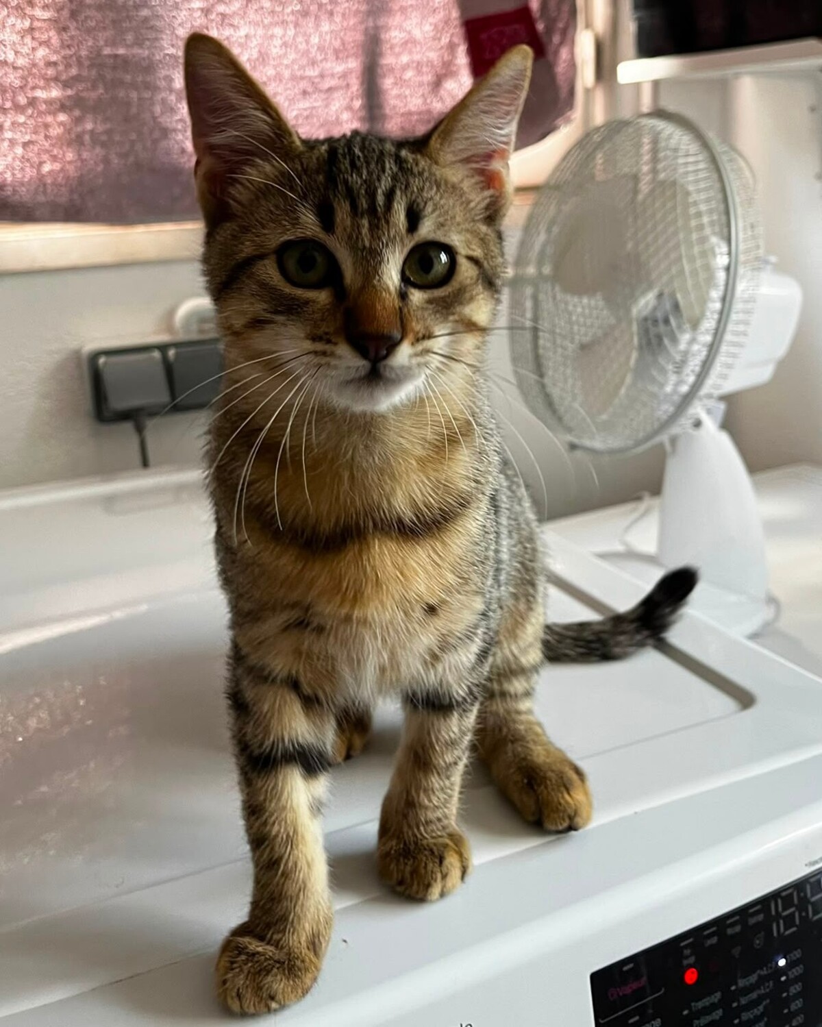 Adoption BABOU
