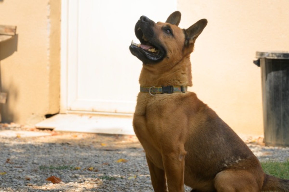 Adoption Tex