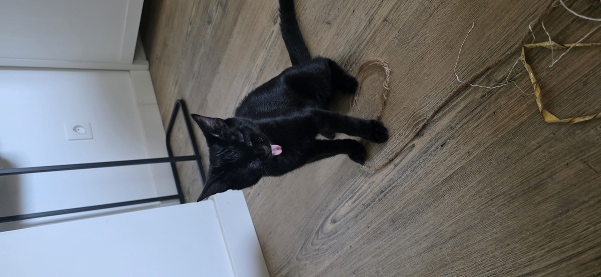Adoption Naiko