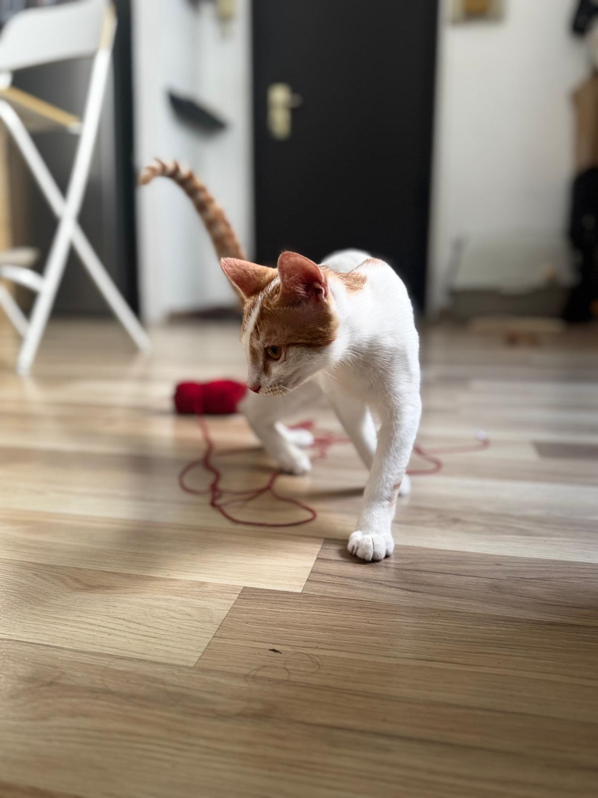 Adoption Chance et Pacha