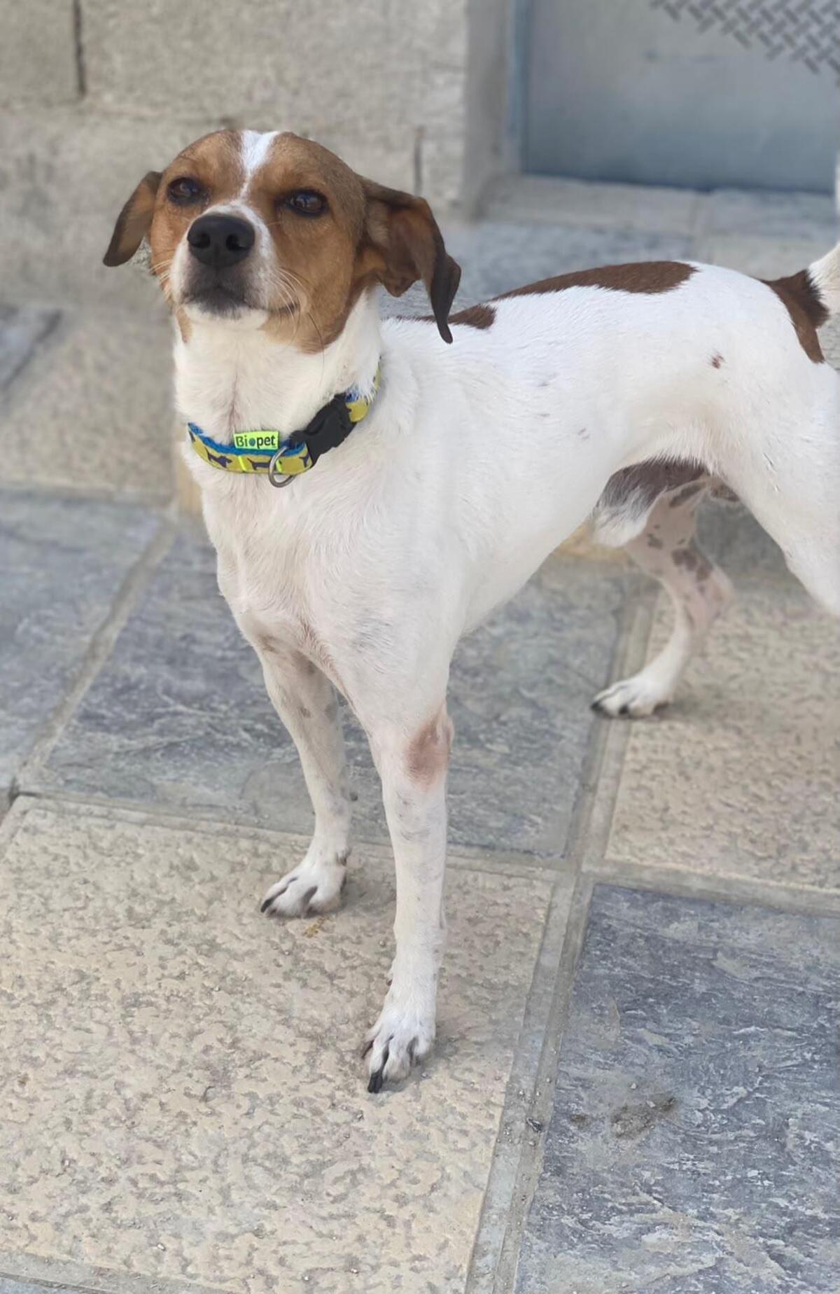 Adoption Chirimoyo
