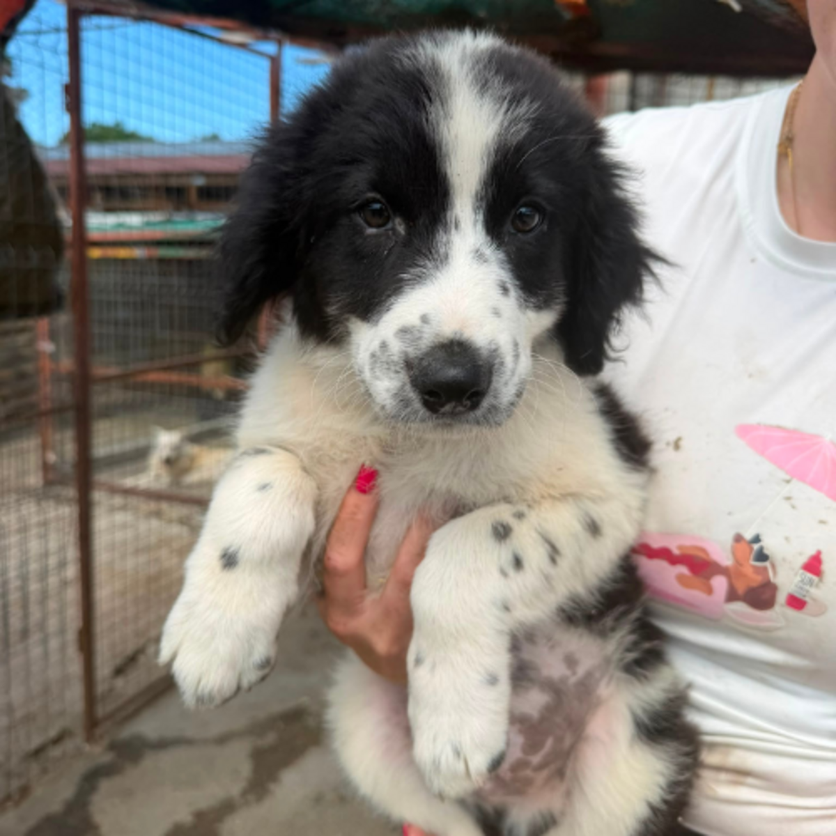 Adoption SINDY
